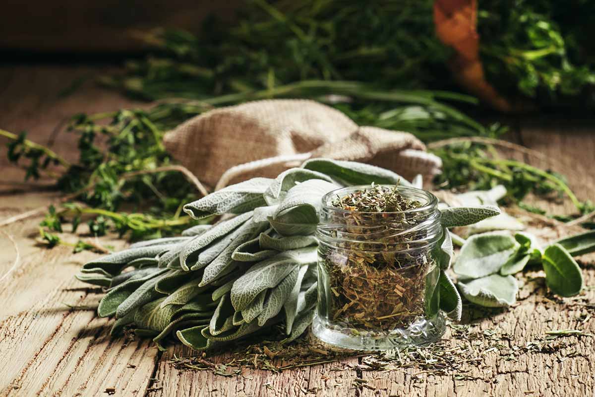 How-to-Dry-Herbs-Hero