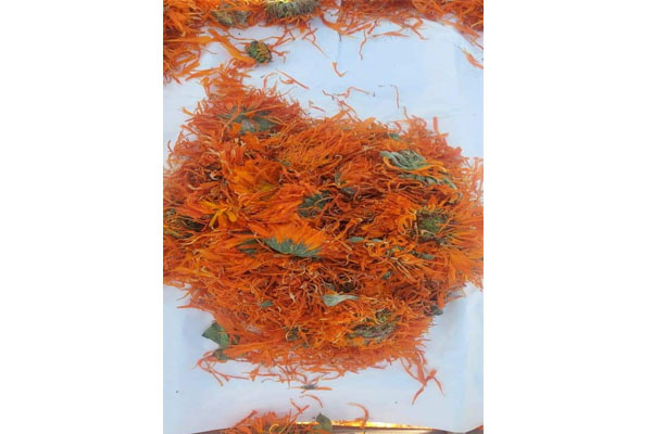 calendula